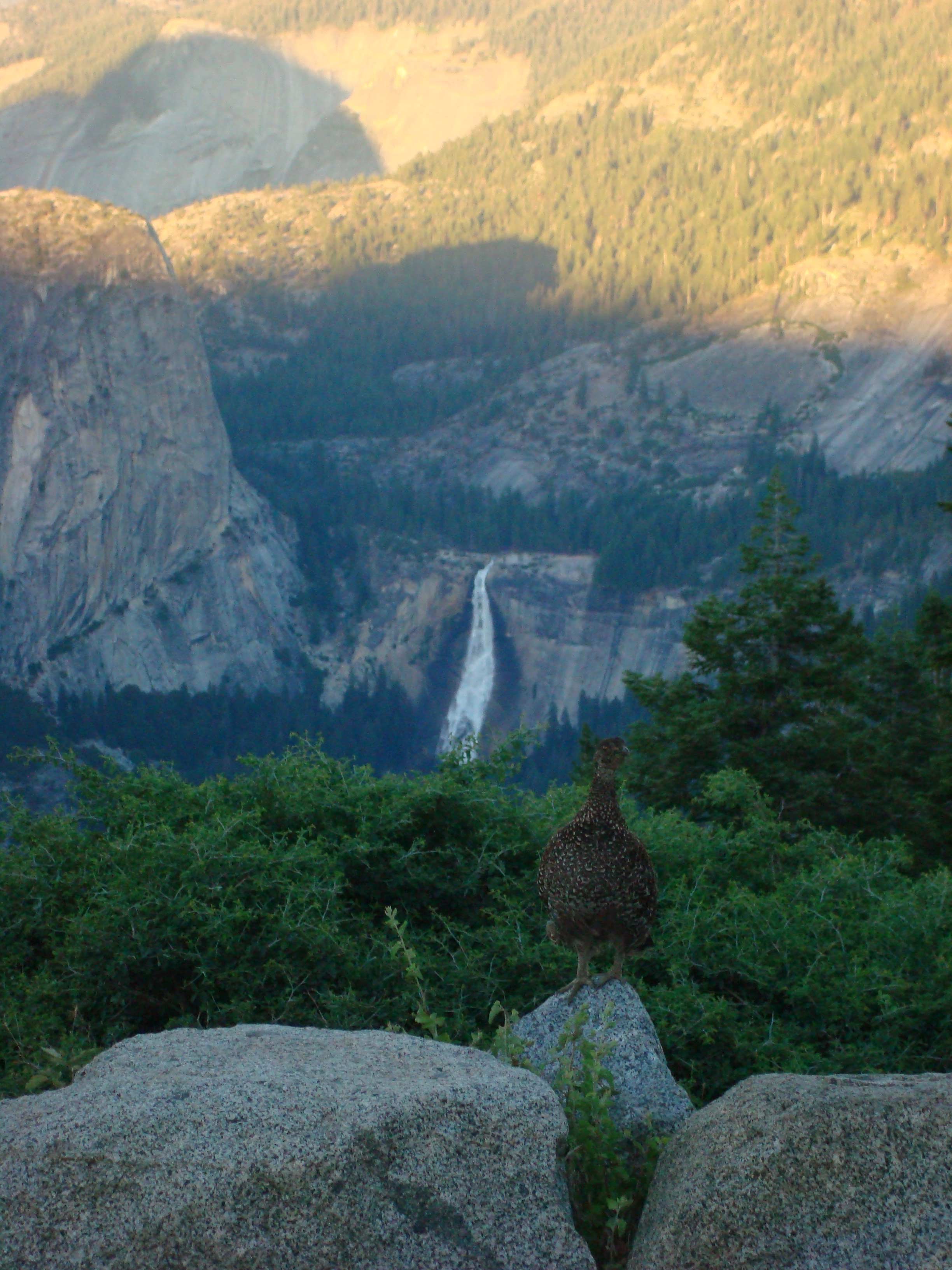 Yosemite
        - July 2014